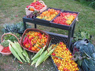 Vision 2017 Tomshack CSJ-MN9 Gardens vegetables from Celeste’s Dream Community Garden