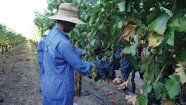 Vision 2017 Tomshack OCSO-CA5-A Gardens Workers in the vineyards of the Abbey of Our Lady of New Clairvaux