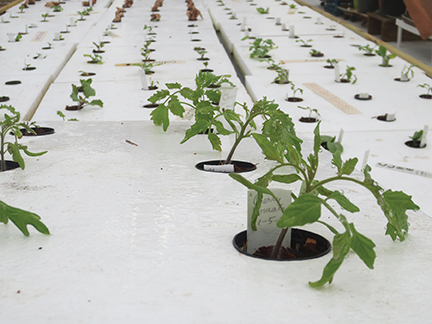 Vision 2017 Tomshack OSB-FL3 Gardens The aquaponic system