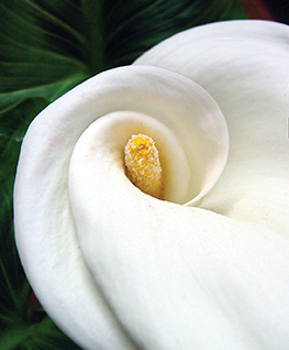 Vision 2017 Thoman 3 Gardens Sister Elizabeth Thoman, C.H.M. photo of calla lily