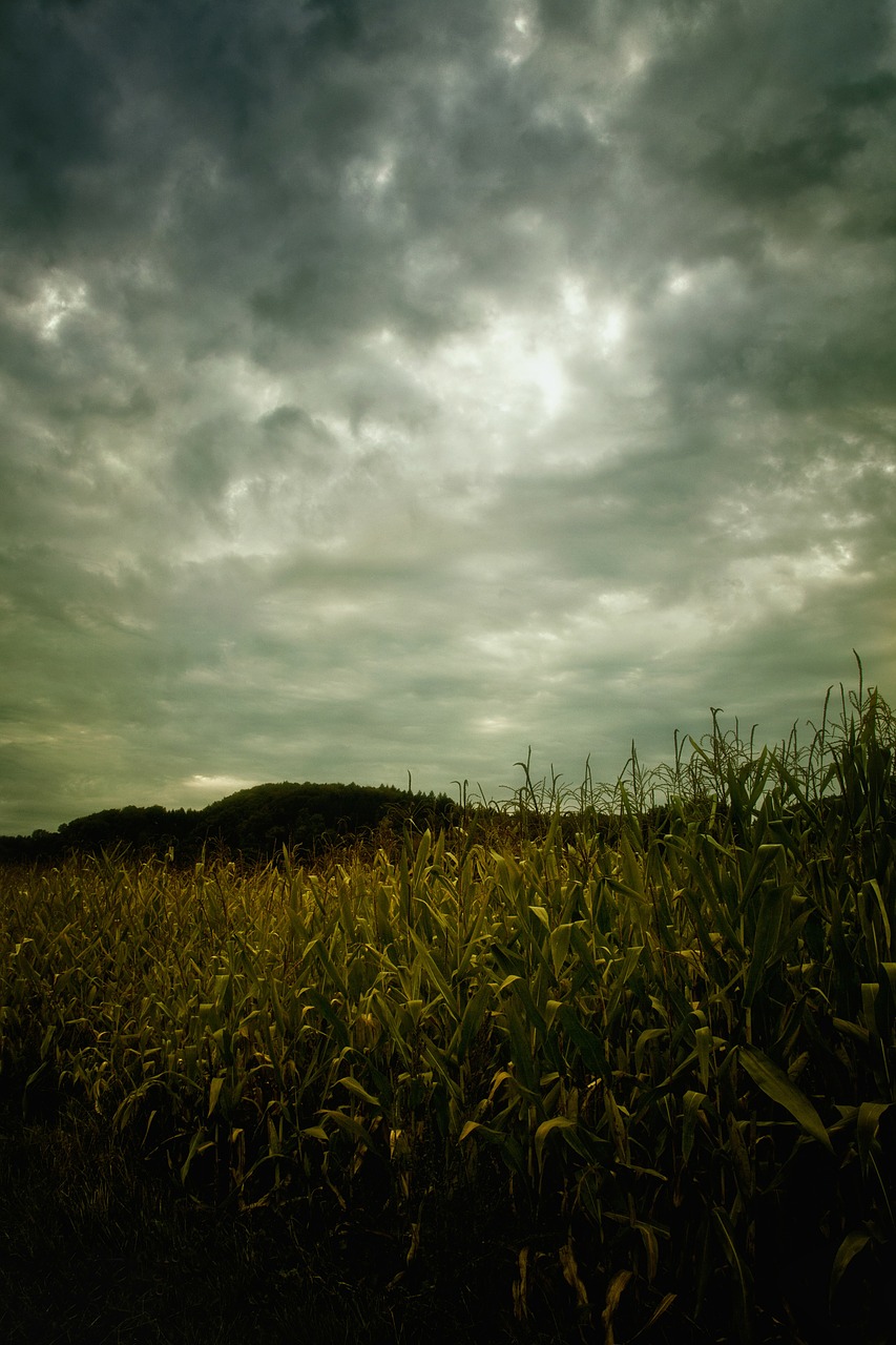 Vision 2018 Tomshack More poems by religious Field of corn