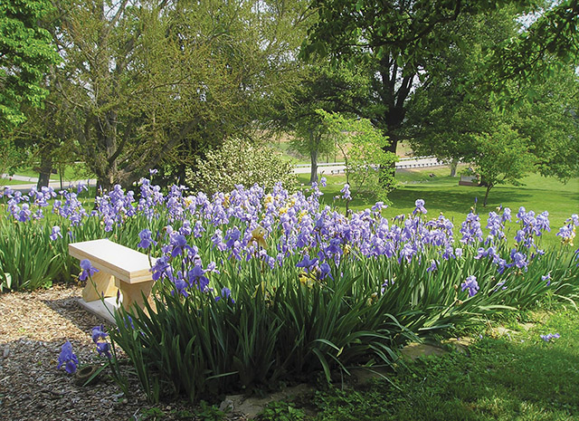 Vision 2019 Vision editors Ursuline Sisters 8 Divine design: The holiness of place A favorite prayer spot: the iris garden of the Ursuline Sisters of Mount Saint Joseph.