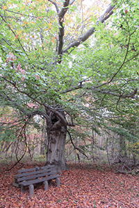 Vision 2019 Spotlight More prayer spaces of religious communities Sisters of Providence