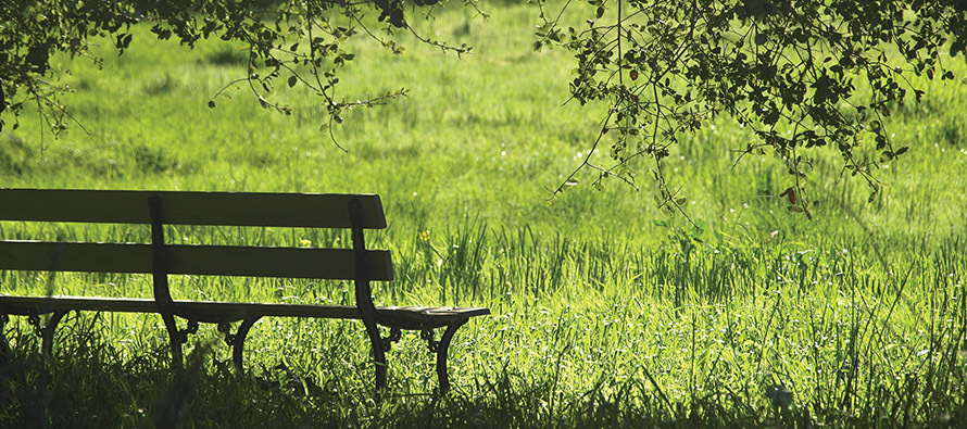 A bench in a beautiful natural setting